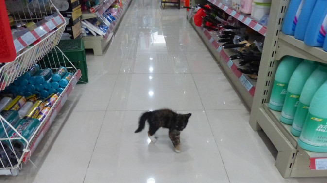 Chat dans un magasin